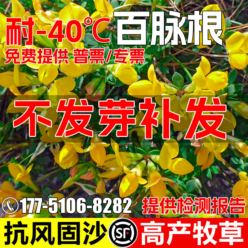 百脉根防风固沙四季高产牧草种籽