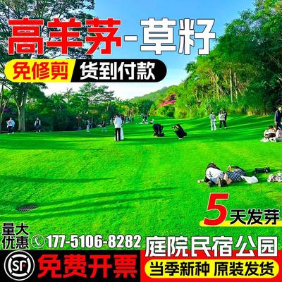 高羊茅草籽四季常青免修剪草种子