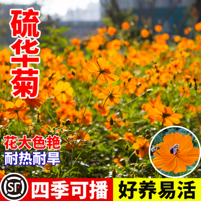 硫华菊花籽种子黄秋英孑波斯菊