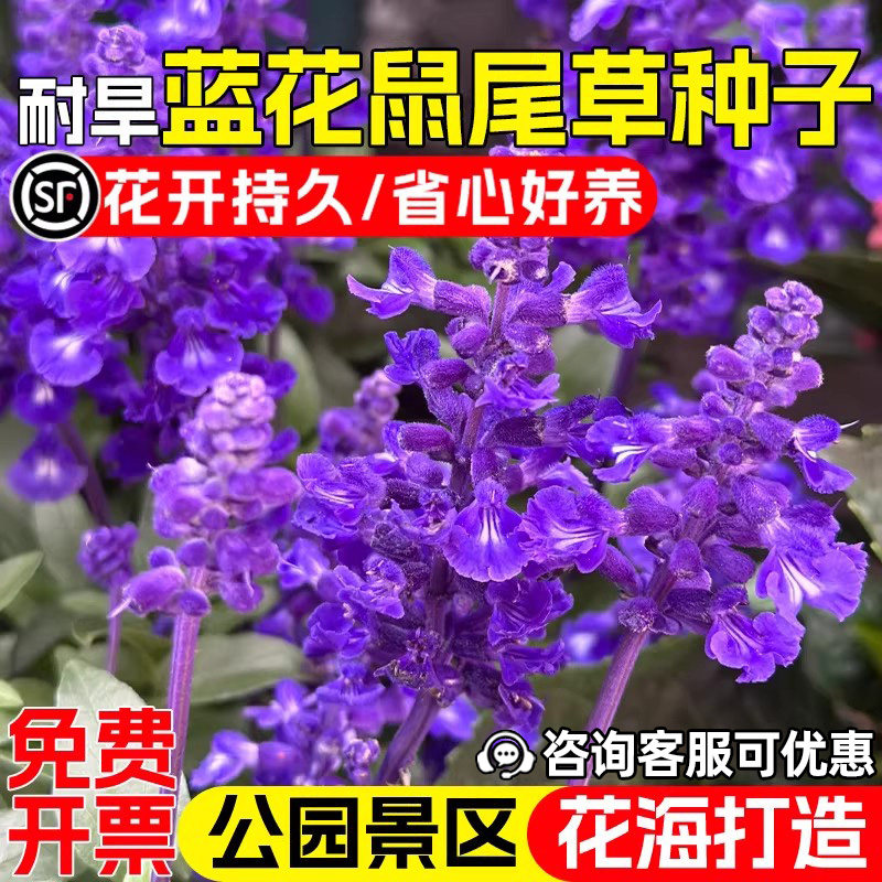 蓝花鼠尾草一串兰公园景区美化