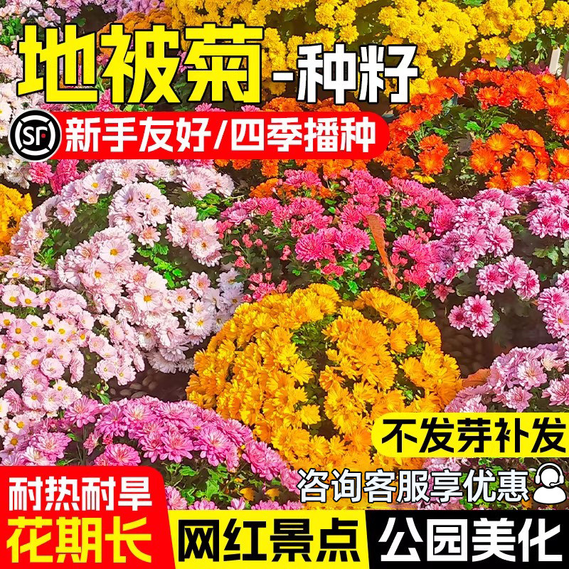 地被菊花种子玛格丽特花种籽子