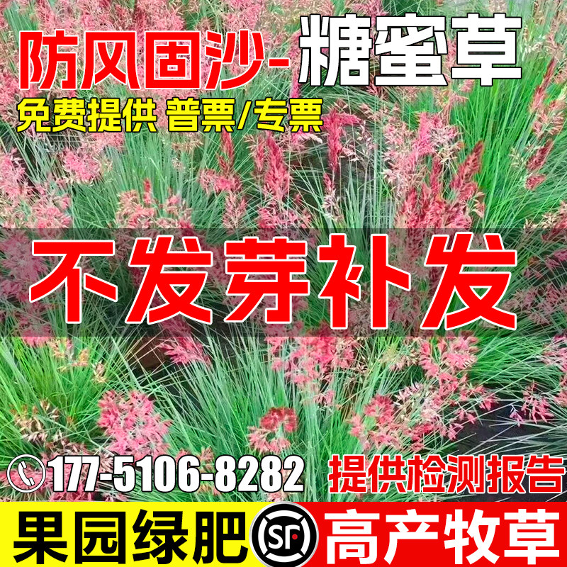 糖蜜草护坡固土防风固沙牧草种籽
