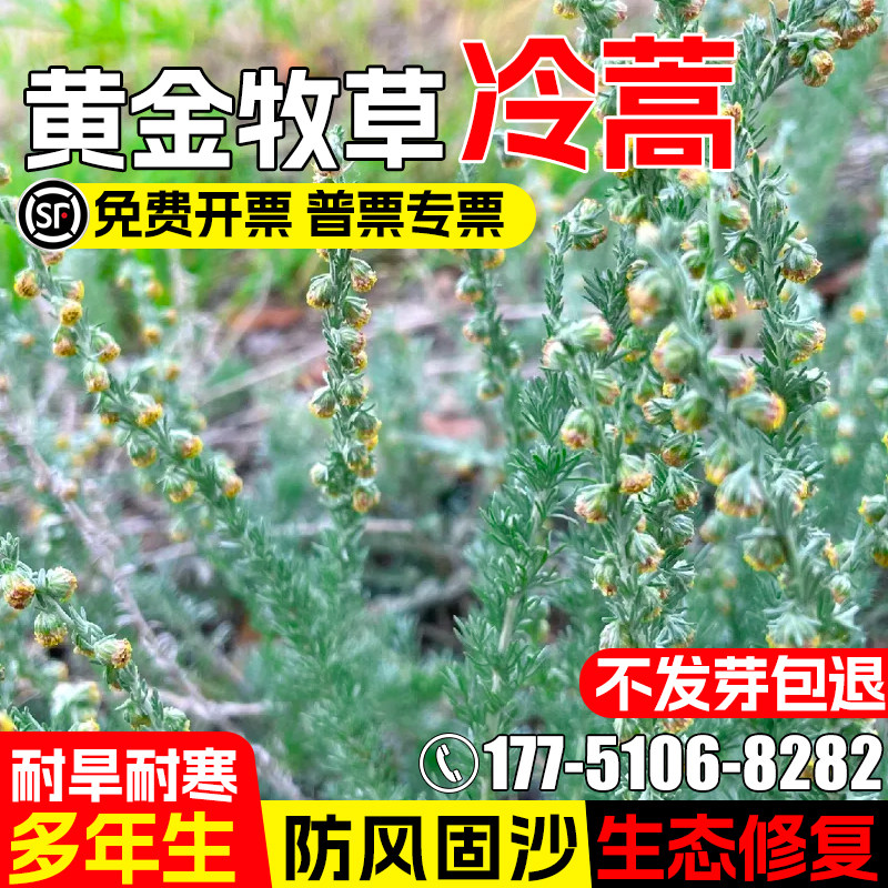 冷蒿草种籽多年生耐寒耐旱防风固沙草籽生态修复绿肥青饲牧草种子