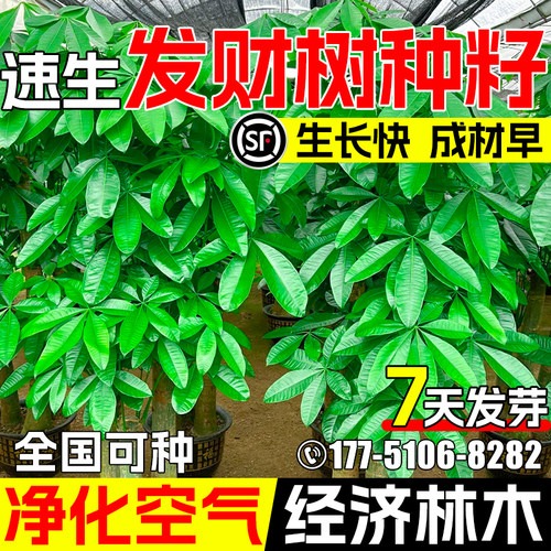 发财树种子公园景区绿化观赏绿植