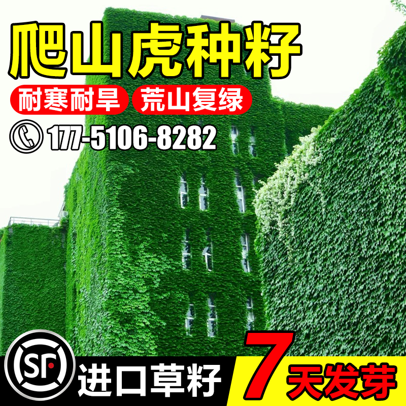 爬山虎爬藤四季常青不落叶植物藤蔓庭院五叶三叶爬墙虎树苗种籽子