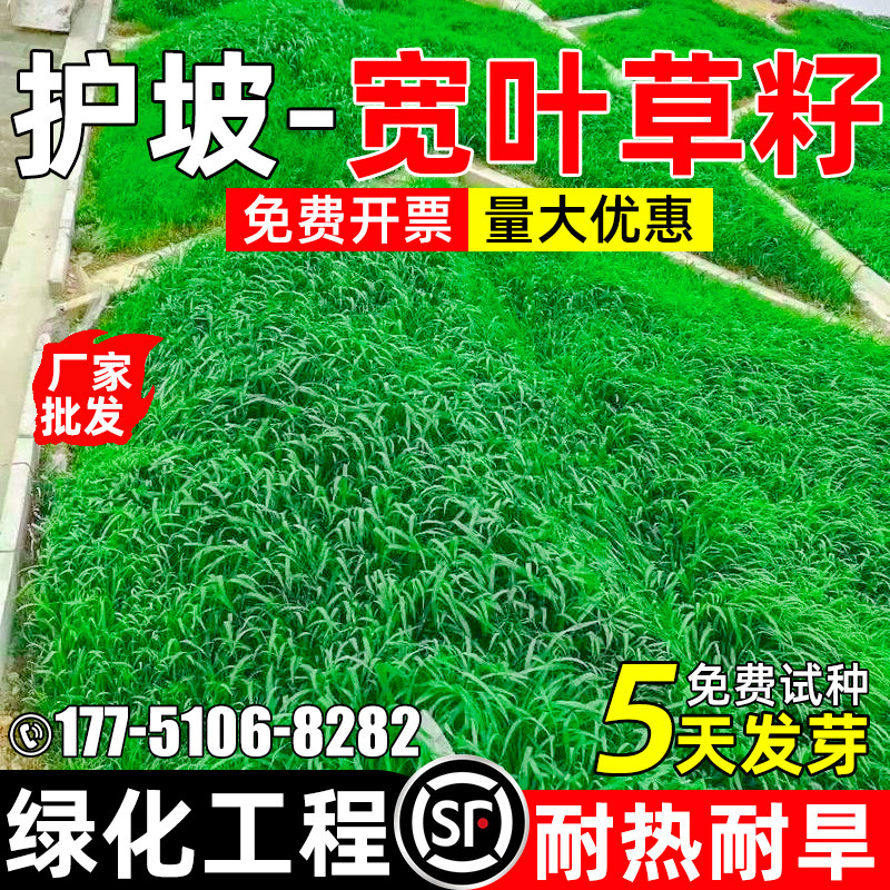 宽叶雀稗草百喜草草籽护坡固土耐盐碱边坡绿化耐热耐旱工程草种籽