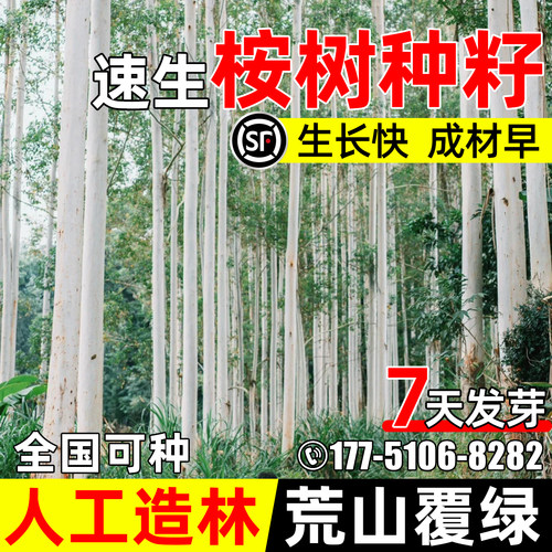 速生桉树种子荒山复绿尤加利乔木