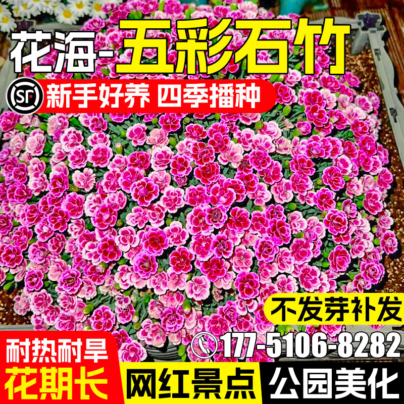 五彩石竹种籽四季播种欧石竹花籽