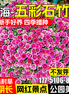 五彩石竹种籽四季播种多年生耐寒欧石竹花籽室外盆栽花卉矮生种子