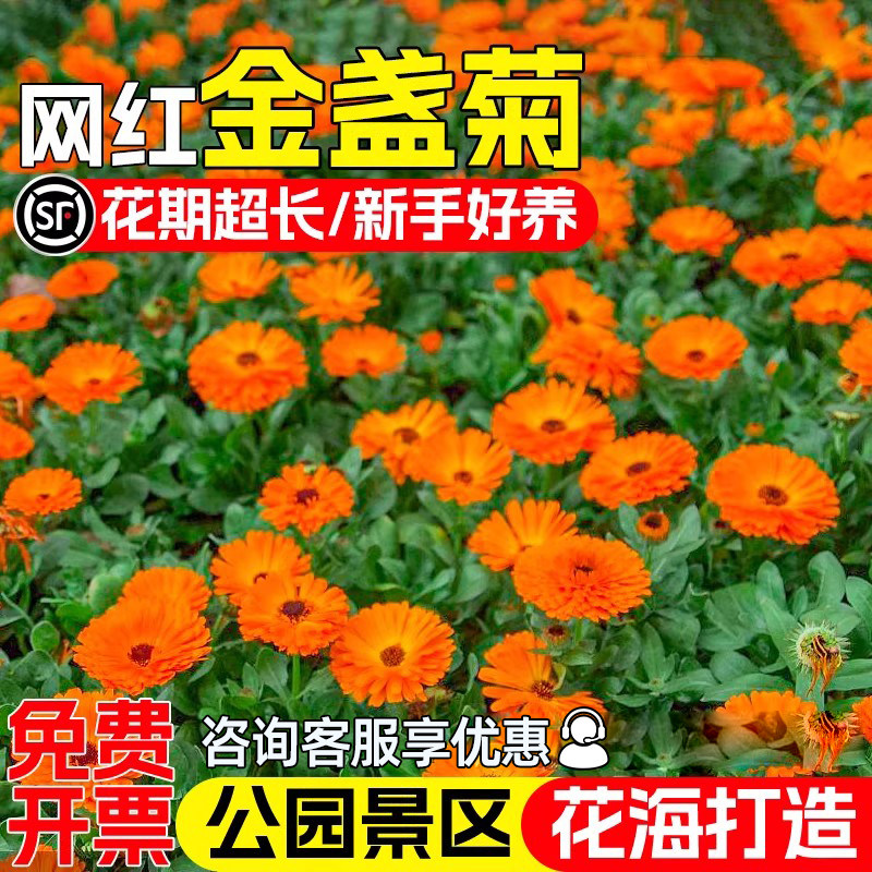 金盏菊花种籽四季播种野花组合种