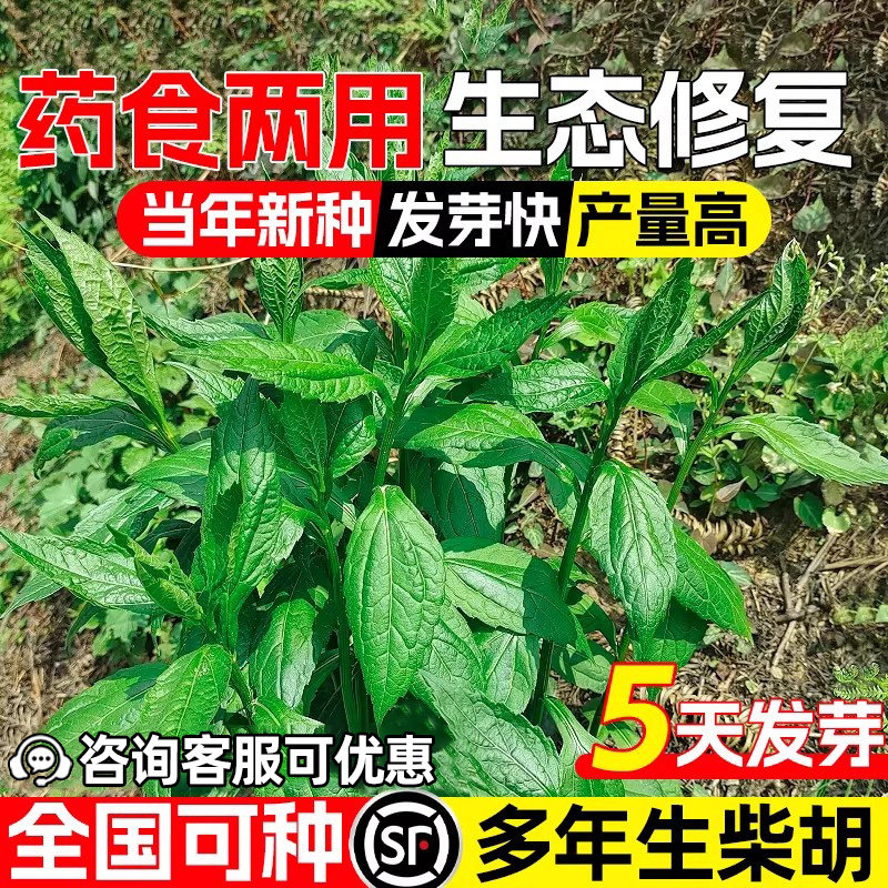 柴胡种子多年生药材种籽生态修复园林绿化观赏药食两用黑柴胡草籽