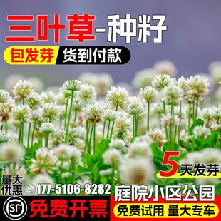 白三叶草种籽四季庭院别墅公园小区车轴草籽红三叶绿化幸运草种子