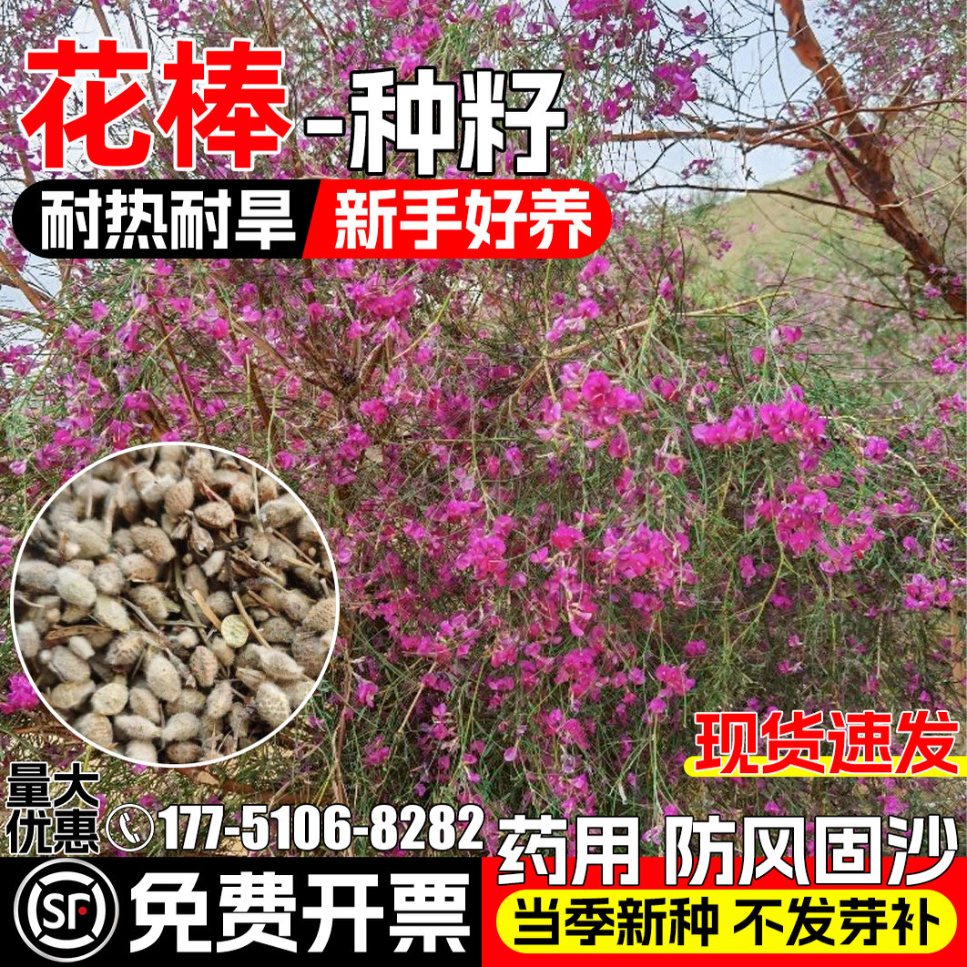 花棒种籽耐热耐旱药用食用细枝岩黄芪药材种子防风固沙观赏中草药