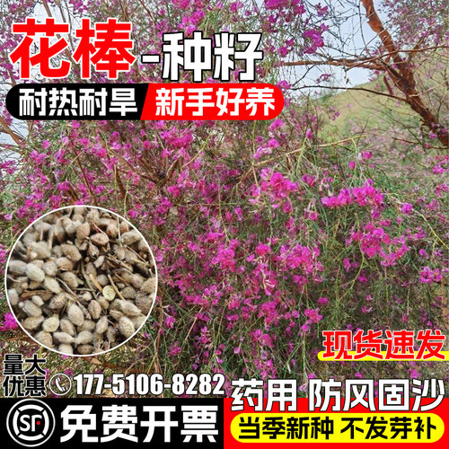 花棒种子药食两用防风固沙中草药