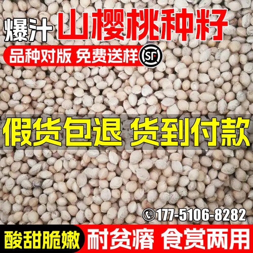 山樱桃种子常绿乔木果树毛樱桃