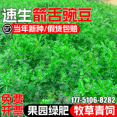 箭舌豌豆种籽牧草种子果园绿肥