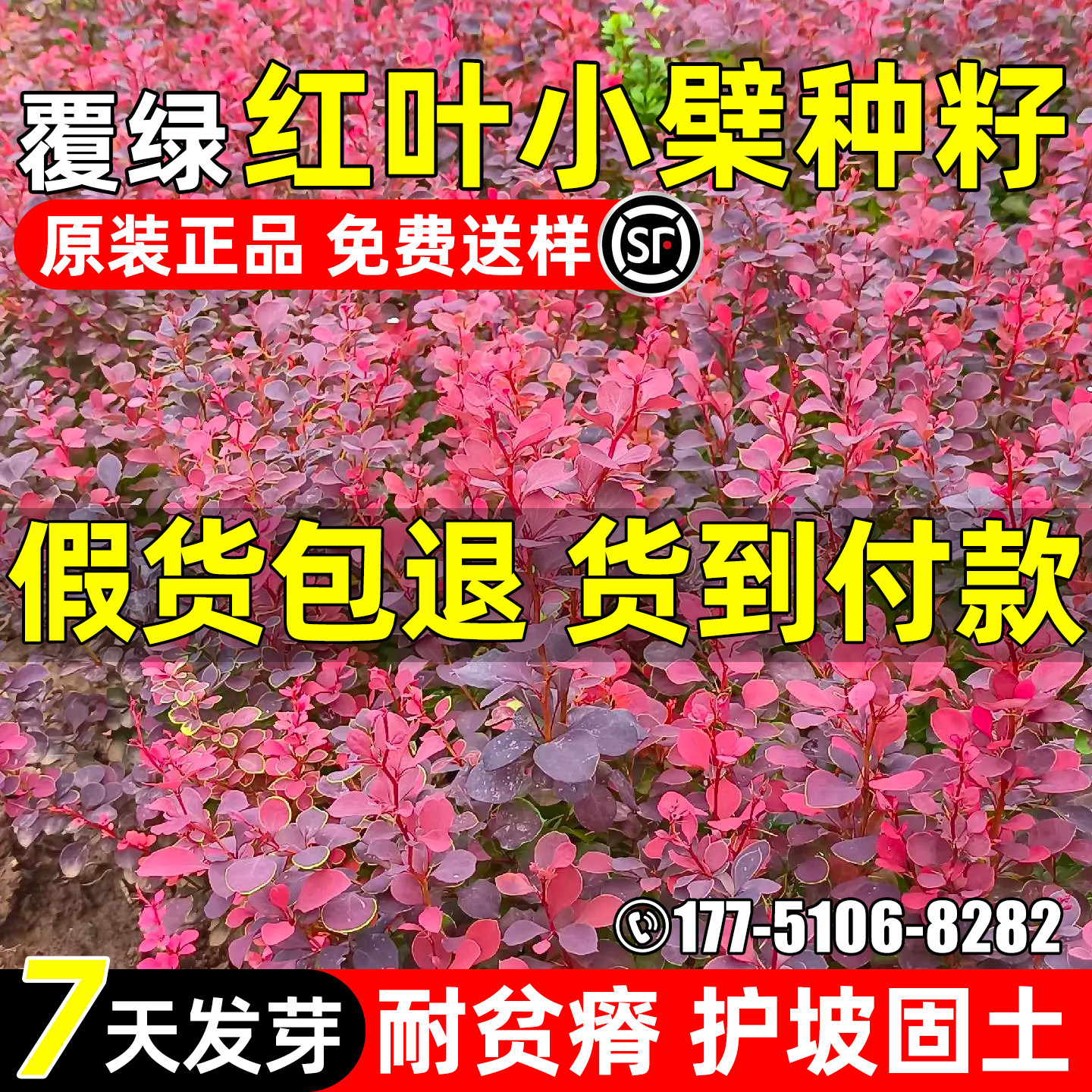 红叶小檗彩色苗木绿化观赏行道树