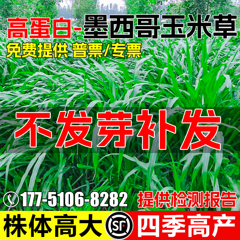 墨西哥玉米草种籽四季高产牧草籽