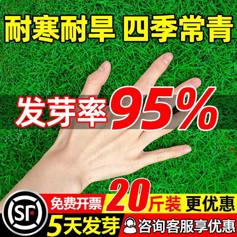 草坪草籽四季常青护坡固土狗牙根矮生地毯草皮庭院绿化黑麦草种子