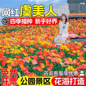 虞美人花种子四季播种公园小区庭院别墅花海景观花籽野花组花种籽