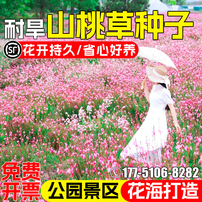 山桃草种籽耐旱千鸟花种子公园景区花海美化打造白蝶花白桃花花籽