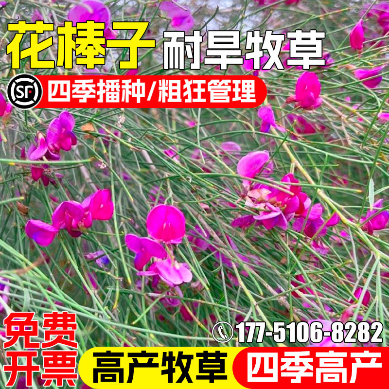 花棒种子耐旱耐贫瘠四季高产多年生牧草种籽防风固沙畜牧养殖草籽