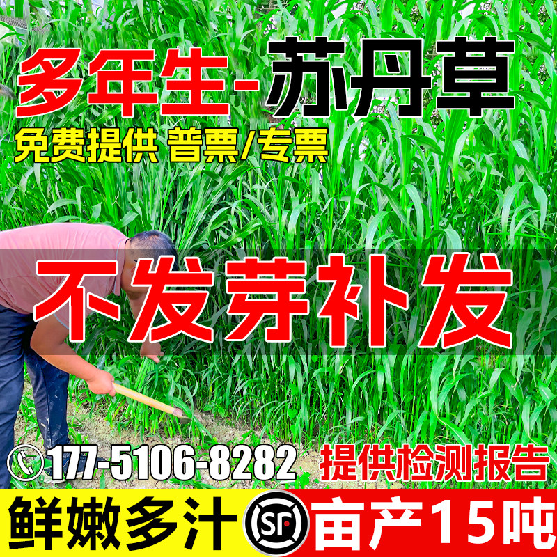 苏丹草草籽多年生牧草种子草种籽