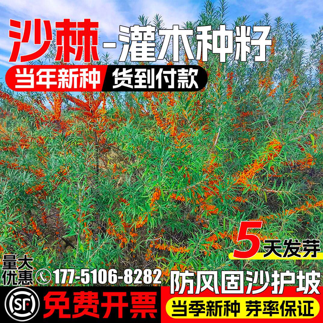 沙棘种子防风固沙灌木草籽边坡工程绿化多年生耐盐耐碱护坡草种子