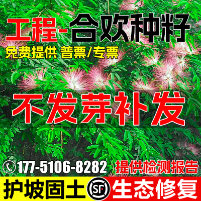 银合欢种子灌木草籽护坡固土种籽