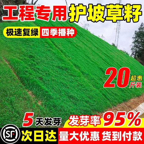 草坪草籽四季常青庭院矮生地毯草