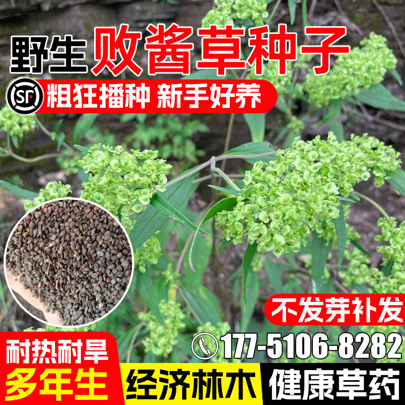 败酱草种子多年生耐热耐旱野生中药材种籽黄花败酱草苦麻菜苦斋菜