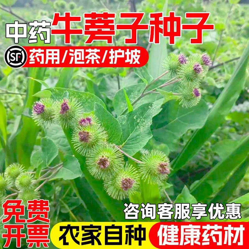 牛蒡子恶实大力子食用野生中草药