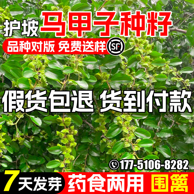 马甲子种子护坡固土铁篱笆围篱