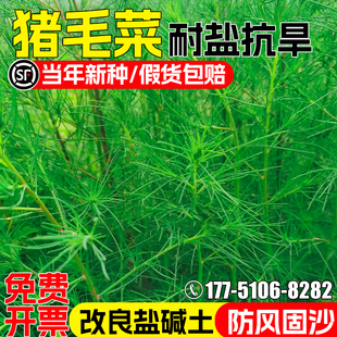 猪毛菜种子耐旱耐盐碱防风固沙草籽生态修复盐碱地改良蓬蓬菜种籽