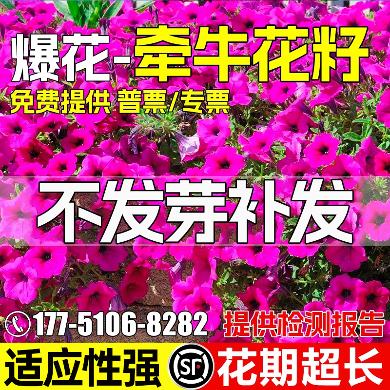 牵牛花种子爬藤花卉喇叭花种籽