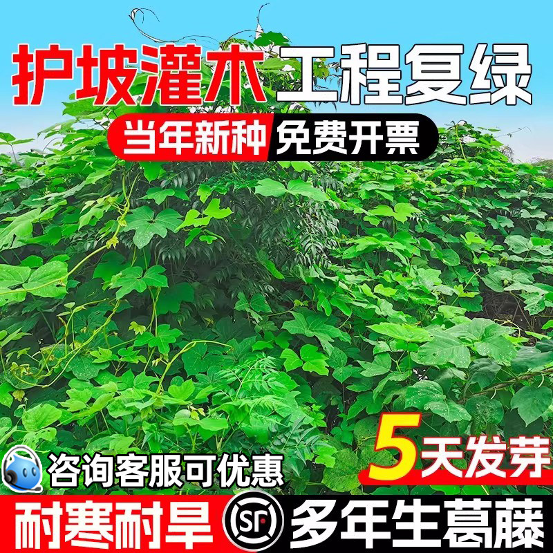 葛藤种子多年生护坡固土灌木草种籽边坡绿化矿山复绿爬藤植物草籽