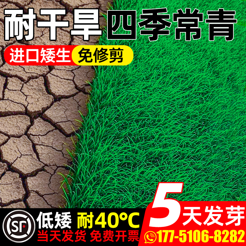 草坪草籽四季常青矮生绿化地毯草
