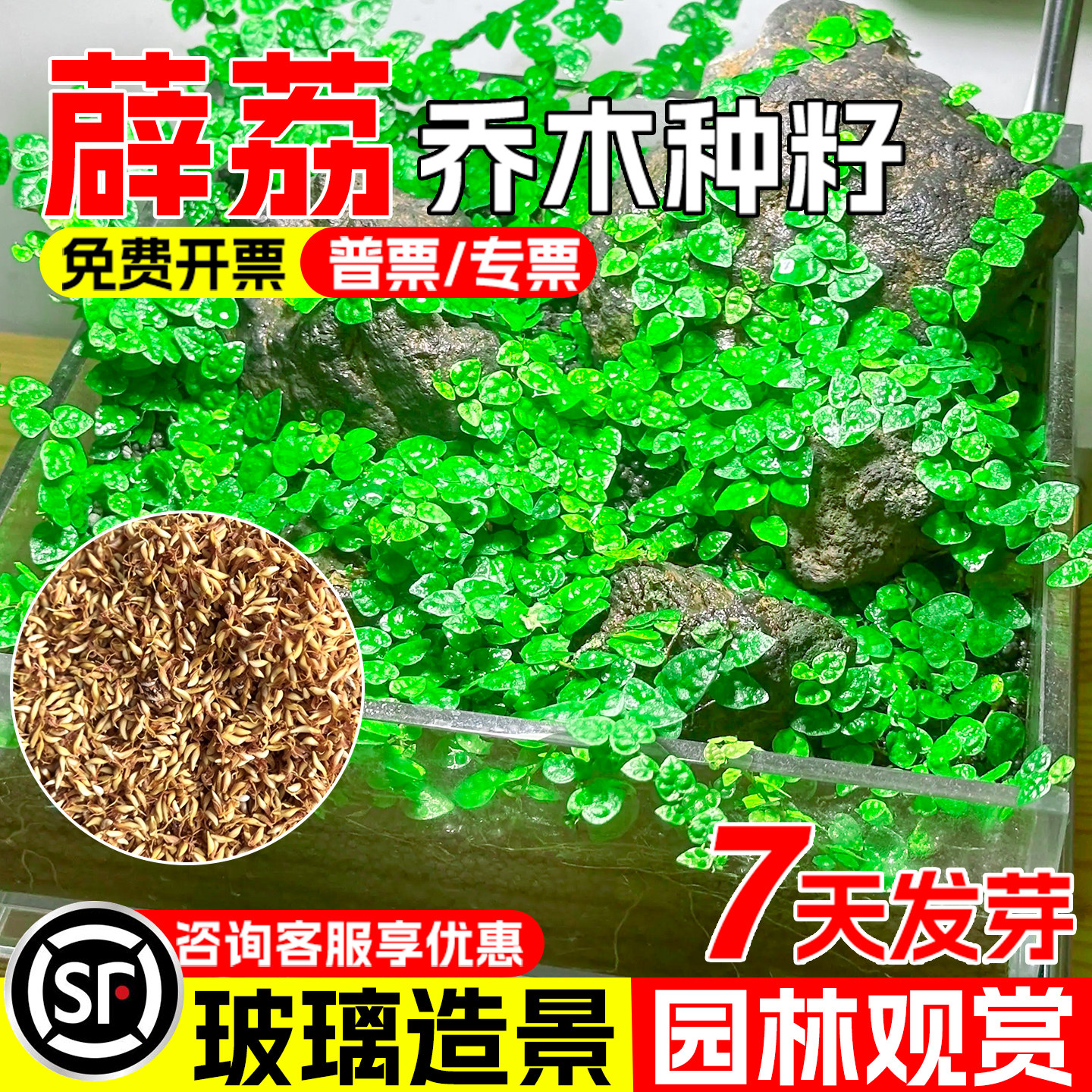 薛荔种子四季常绿生态修复绿化