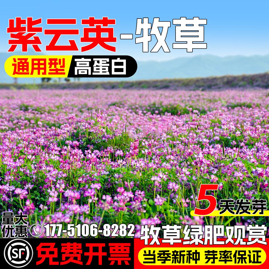 紫云英种籽牧草种子果园绿肥草籽