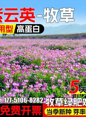 紫云英种子红花草种籽果园绿肥牧草观赏养蜂蜜源高蛋白耐贫瘠草籽