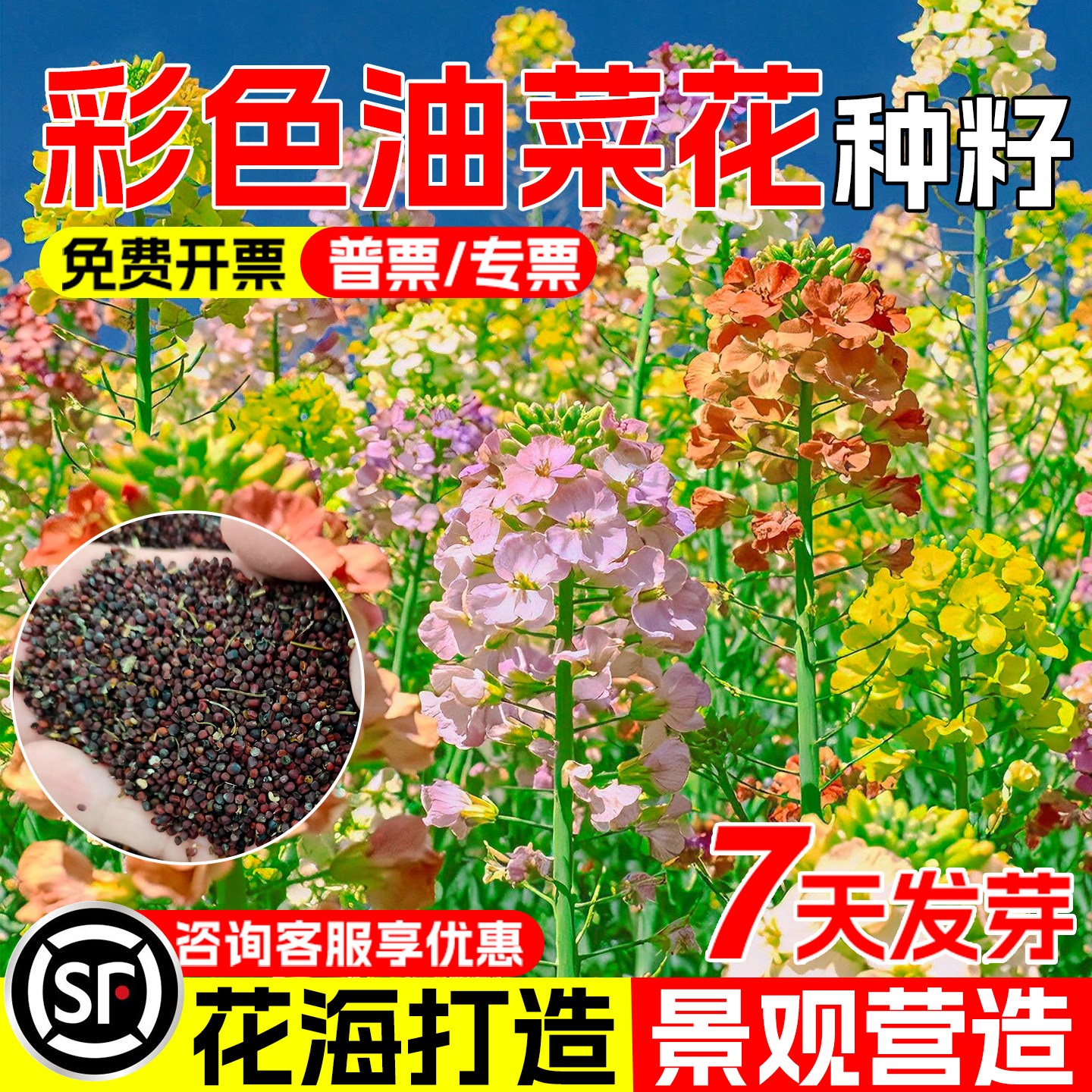 油菜花种子七彩油菜花食用榨油