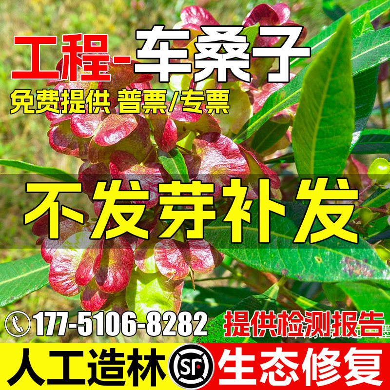 车桑子种子护坡灌木绿化草籽高速公路边坡防护耐贫瘠生态修复种籽