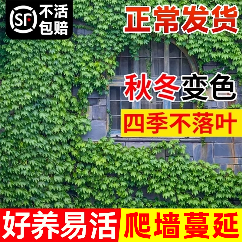 爬山虎种籽树苗不落叶草籽藤条爬藤植物爬墙虎苗三五叶四季种子孑