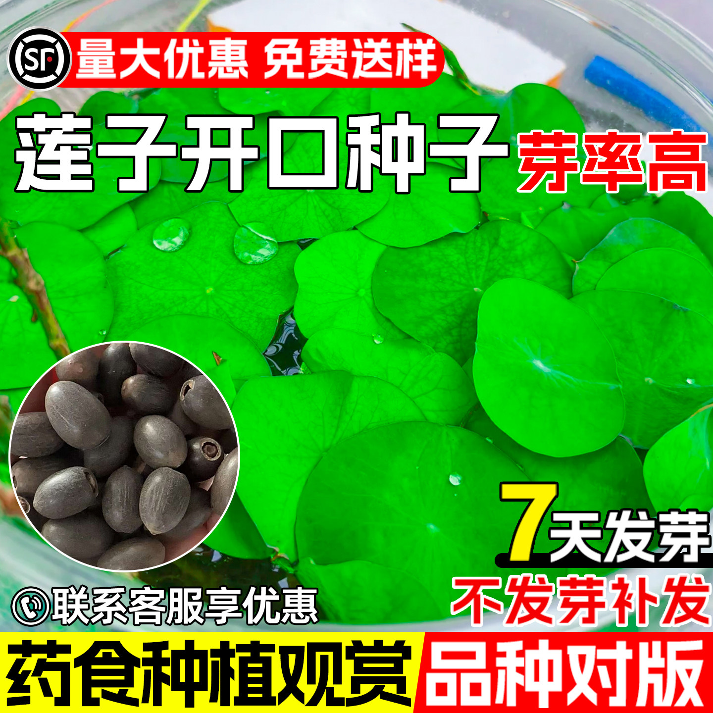开口碗莲睡莲荷花种子鱼缸水生