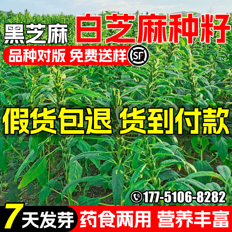 黑芝麻种子高产榨油食用药用芝麻