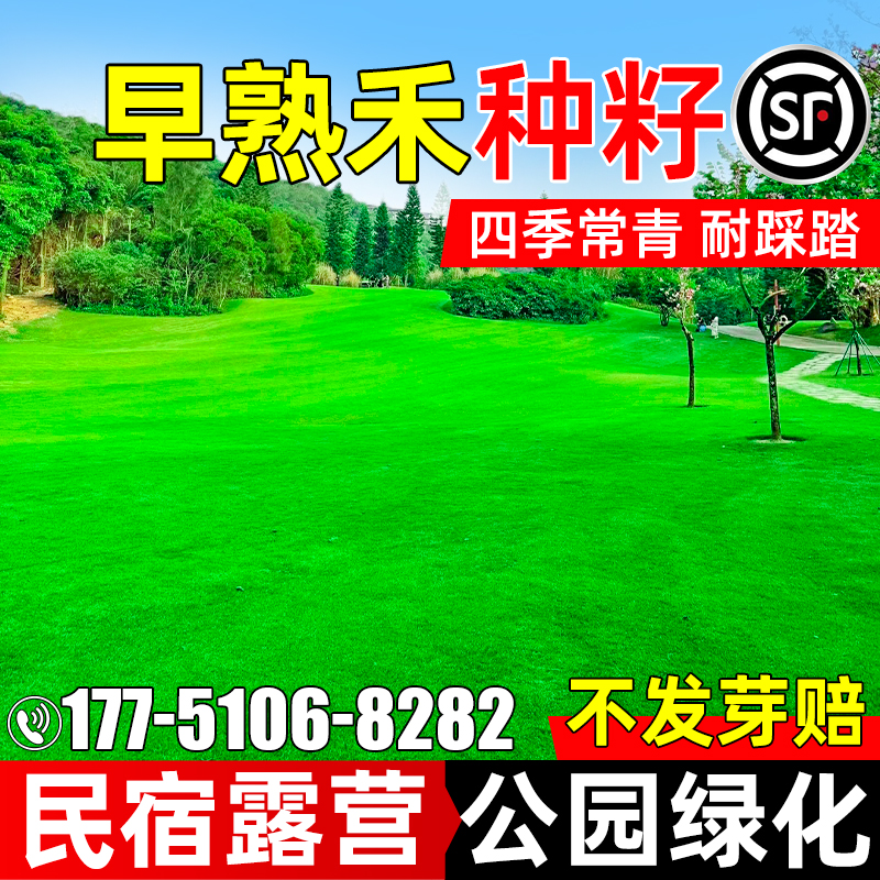 早熟禾草籽四季常青民宿露营种子