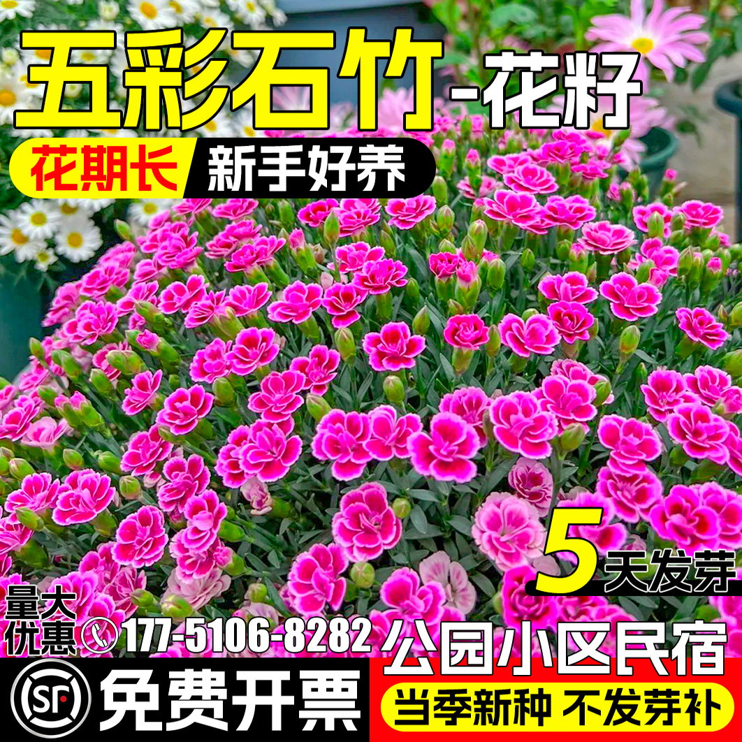 五彩石竹花种籽多年生欧石竹花籽