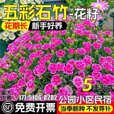 五彩石竹花种籽多年生欧石竹花籽