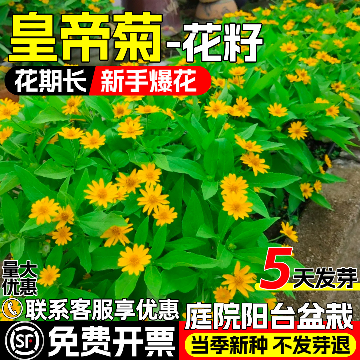 皇帝菊花籽庭院阳台盆栽黄帝菊