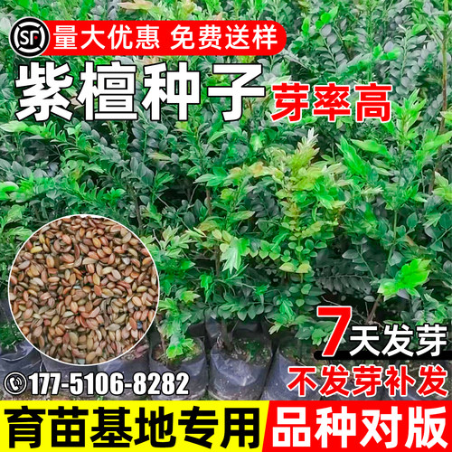 紫檀树种子行道树绿化观赏青龙木